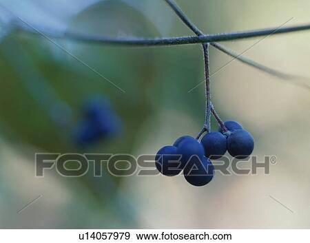 Cocculus trilobus, close-up View Large Photo Image Stock Photo - Cocculus trilobus, close-up. Fotosearch