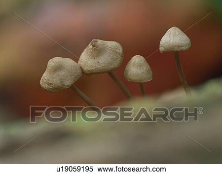 Stock Photography - Coprinus micaceus, close-up. Fotosearch