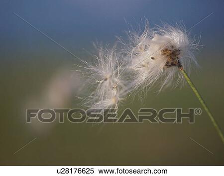 Cotton grass, close-up View Large Photo Image Stock Photography - Cotton grass, close-up. Fotosearch