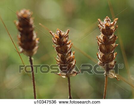 Stock Photograph - Dead Plant. Fotosearch