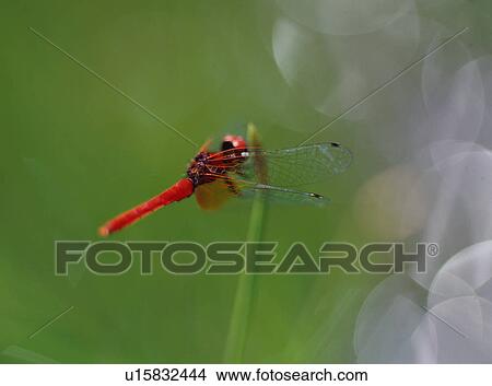 Dragonfly on Plant, Japan View Large Photo Image Picture - Dragonfly on Plant, Japan. Fotosearch