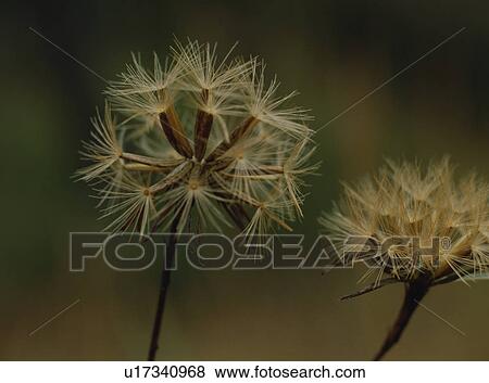 Dried Plant, Japan View Large Photo Image Stock Photo - Dried Plant, Japan. Fotosearch