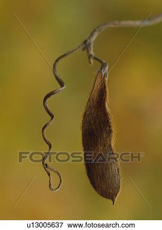 Dried soybean View Large Photo Image Stock Photo - Dried soybean. Fotosearch