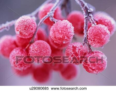 Frost covered red berry View Large Photo Image Stock Photography - Frost covered red berry. Fotosearch