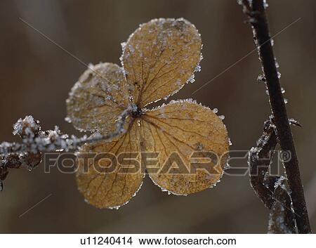 Frozen leaves, Hydrangea involucrata View Large Photo Image Picture - Frozen leaves, Hydrangea involucrata. Fotosearch