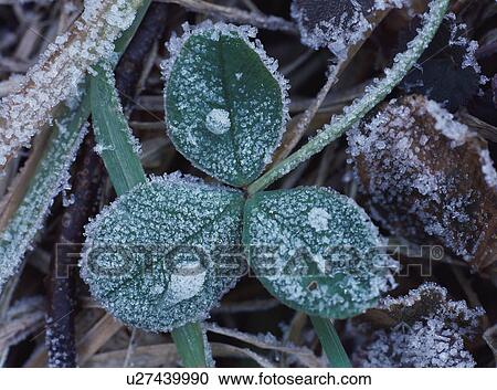 Frozen leaves View Large Photo Image Stock Image - Frozen leaves. Fotosearch