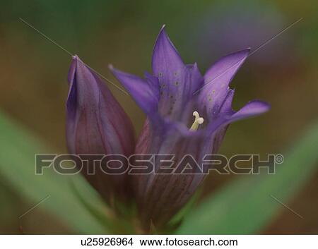 Gentian flower, close-up View Large Photo Image Picture - Gentian flower, close-up. Fotosearch