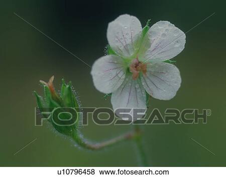 Geranium nepalense, close-up View Large Photo Image Stock Photo - Geranium nepalense, close-up. Fotosearch
