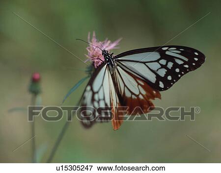Glassy Tiger on flower View Large Photo Image Stock Photo - Glassy Tiger on flower. Fotosearch