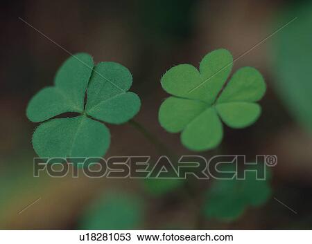 Green leaves of oxalis, close-up View Large Photo Image Stock Image - Green leaves of oxalis, close-up. Fotosearch
