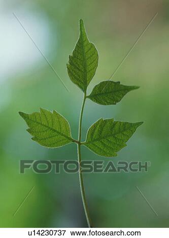 Green leaves View Large Photo Image Stock Photo - Green leaves. Fotosearch