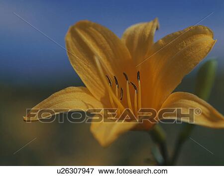 Hemerocallis middendorfii, close-up View Large Photo Image Stock Photo - Hemerocallis middendorfii, close-up. Fotosearch