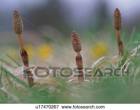 Horsetail, close-up View Large Photo Image Stock Photo - Horsetail, close-up. Fotosearch