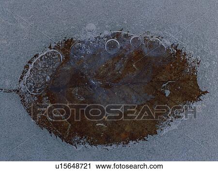 Ice covered leaf View Large Photo Image Stock Image - Ice covered leaf. Fotosearch