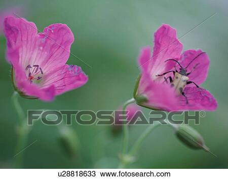 Insect on pink flower View Large Photo Image Stock Image - Insect on pink flower. Fotosearch