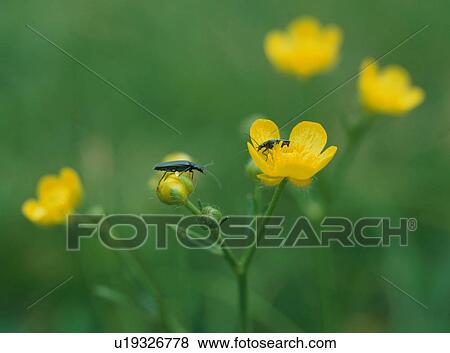 Insects on ranunculus japonicus View Large Photo Image Stock Photo - Insects on ranunculus japonicus. Fotosearch