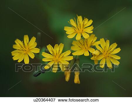 Ixeris stolonifera, close-up View Large Photo Image Stock Photo - Ixeris stolonifera, close-up. Fotosearch