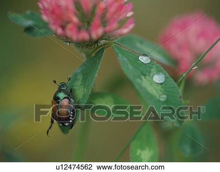 Japanese beetle on Plant, Japan View Large Photo Image Stock Image - Japanese beetle on Plant, Japan. Fotosearch