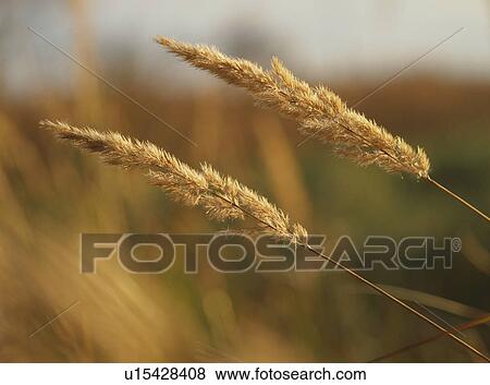 Japanese silver grass, close-up View Large Photo Image Stock Photo - Japanese silver grass, close-up. Fotosearch