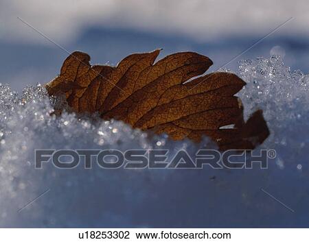 Stock Image - Leaf covered by ice. Fotosearch