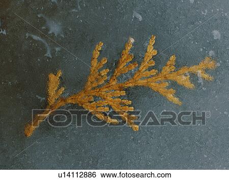 Leaf covered by ice View Large Photo Image Stock Photograph - Leaf covered by ice. Fotosearch