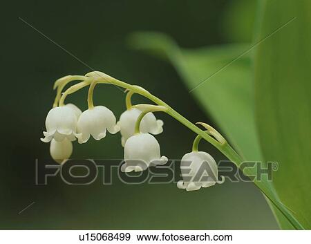 Lily bell, close-up View Large Photo Image Stock Photo - Lily bell, close-up. Fotosearch