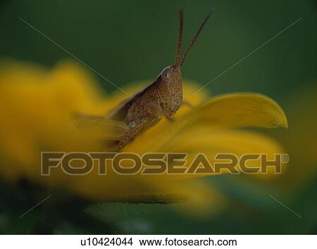 Picture - Locust on flower. Fotosearch