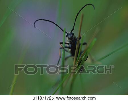 Stock Photography - Long horned beetle on plant. Fotosearch