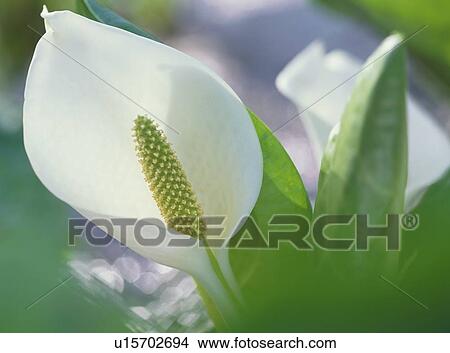 Picture - Lysichiton camtschatcense. Fotosearch