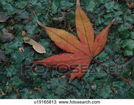 Maple leaf View Large Photo Image Stock Image - Maple leaf. Fotosearch