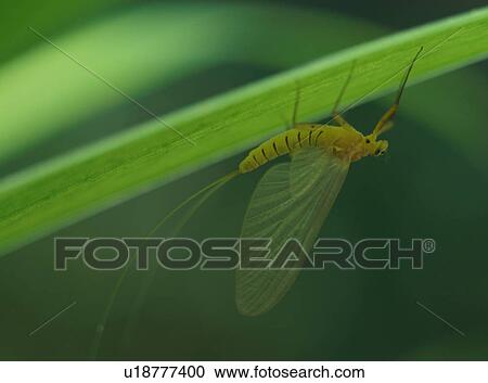 Mayfly, close-up View Large Photo Image Stock Image - Mayfly, close-up. Fotosearch