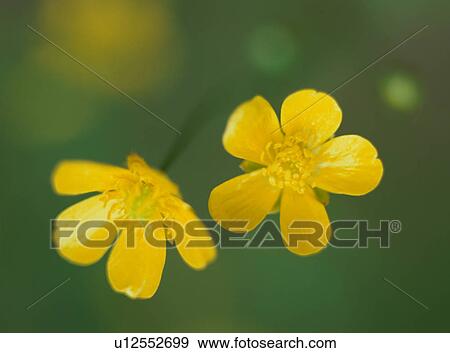 Meadow Buttercup, close-up View Large Photo Image Stock Photo - Meadow Buttercup, close-up. Fotosearch