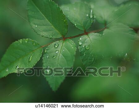 Stock Image - Morning dew on leaves. Fotosearch