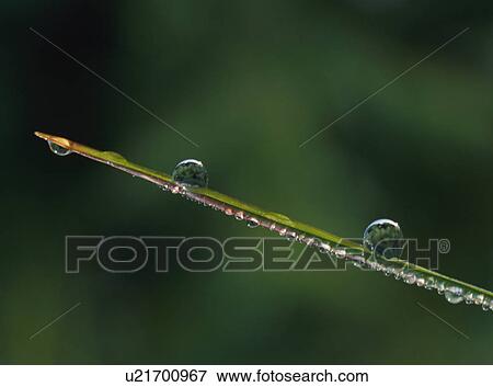 Morning dew on Plant, Japan View Large Photo Image Stock Photo - Morning dew on Plant, Japan. Fotosearch
