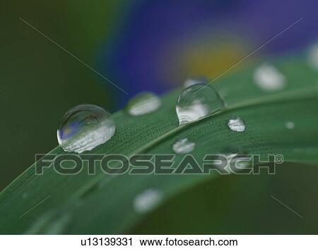 Morning dews on leaf View Large Photo Image Stock Image - Morning dews on leaf. Fotosearch