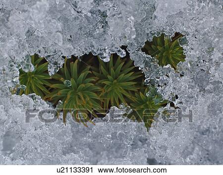 Moss covered by ice View Large Photo Image Stock Image - Moss covered by ice. Fotosearch