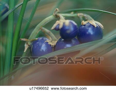 Ophiopogon japonicus, close-up View Large Photo Image Stock Image - Ophiopogon japonicus, close-up. Fotosearch