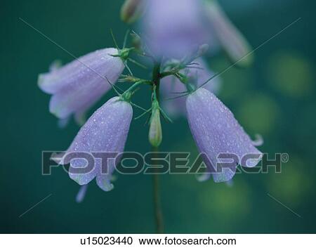 Purple flowers View Large Photo Image Stock Image - Purple flowers. Fotosearch