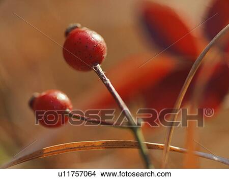 Red fruit View Large Photo Image Picture - Red fruit. Fotosearch