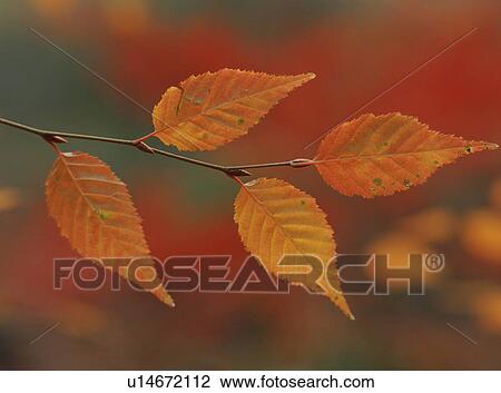 Red leaf View Large Photo Image Stock Image - Red leaf. Fotosearch