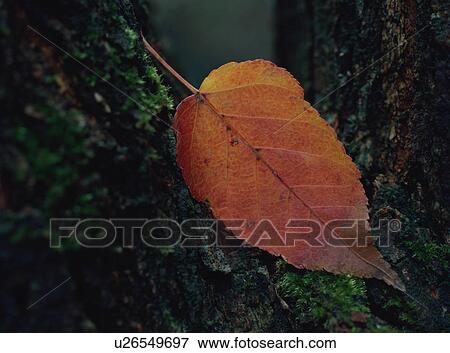 Stock Photo - Red leaf. Fotosearch