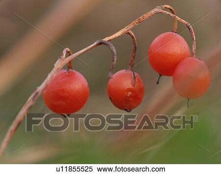Seed of lily bell View Large Photo Image Stock Photography - Seed of lily bell. Fotosearch