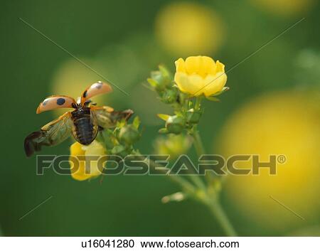 Sevenspotted lady beetle on flower View Large Photo Image Stock Image - Sevenspotted lady beetle on flower. Fotosearch