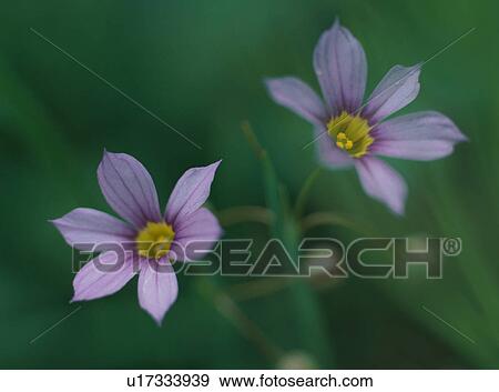 Sisyrinchium atlanticum, close-up View Large Photo Image Stock Photo - Sisyrinchium atlanticum, close-up. Fotosearch