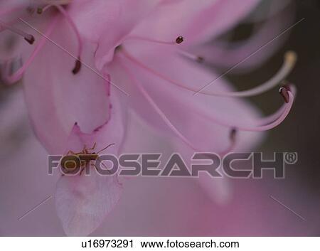 Small insect on pink flower View Large Photo Image Stock Image - Small insect on pink flower. Fotosearch