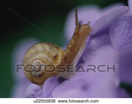 Snail, close-up View Large Photo Image Stock Photo - Snail, close-up. Fotosearch