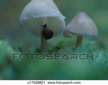 Snail on mushroom, close-up View Large Photo Image Stock Image - Snail on mushroom, close-up. Fotosearch