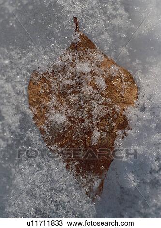 Snow covered leaf View Large Photo Image Stock Image - Snow covered leaf. Fotosearch