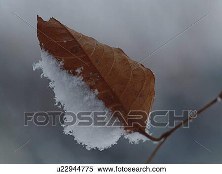 Snow covered leaf View Large Photo Image Stock Photography - Snow covered leaf. Fotosearch