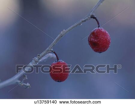 Stock Image - Snow covered red berry. Fotosearch